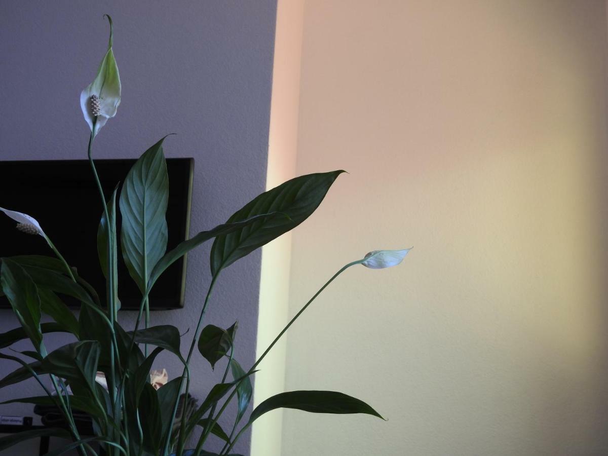 Apartment Antonela Slatine Esterno foto